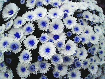 Close-up of purple flowers blooming