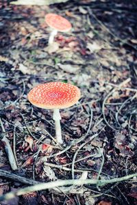 Close-up of fly agaric mushroom