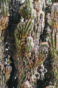 Close-up of prickly pear cactus