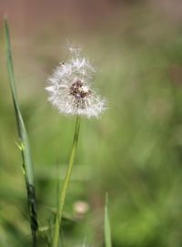 Close-up of dandelion against blurred background