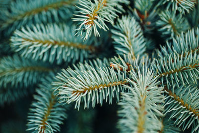 Blue fir tree branches close-up. nature background.