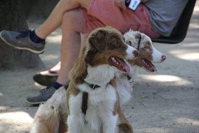 Low section of man with dog
