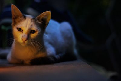 Portrait of cat with kitten