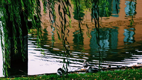 View of plants in lake