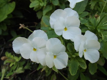 Close-up of white flowers blooming outdoors