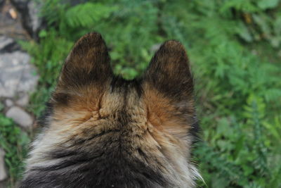 Close-up of cat on field