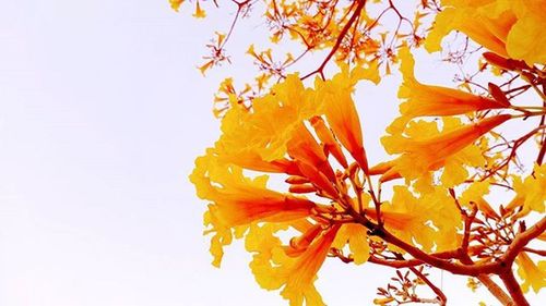 Close-up of yellow flowers