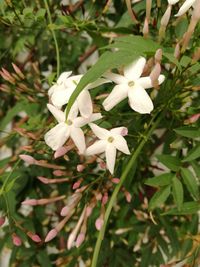 Close-up of white flowers blooming outdoors