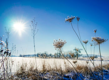 Close-up of plants growing on field against blue sky