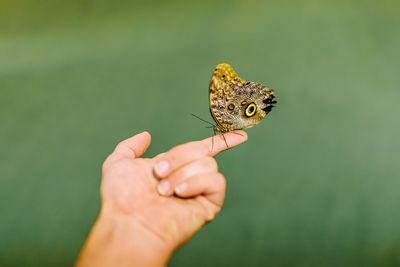 Close-up of hand holding butterfly