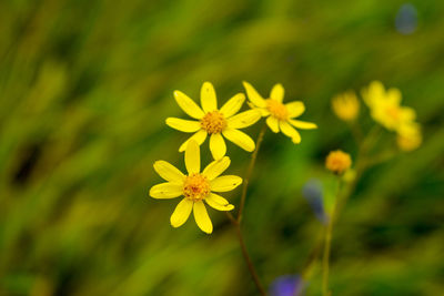 Close-up of yellow flowering plant