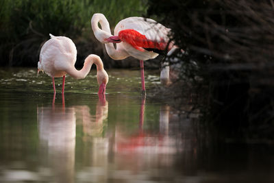 Flamingo drinking water