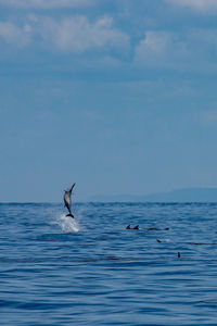 Bird flying over sea against sky