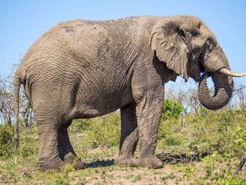 Side view of tall male elephant standing against clear sky, hluhluwe imfolozi game reserve, south africa