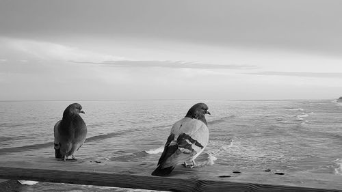 Man sitting on sea shore against sky