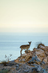 Deer standing on rock by sea against clear sky