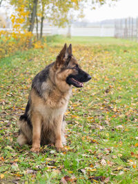 Dog in field