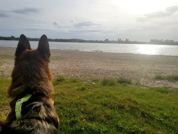 View of dog looking at sea shore