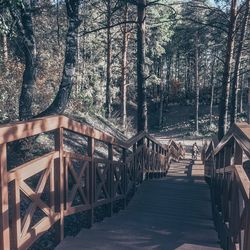 Footbridge along trees in forest