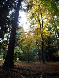 Trees in forest