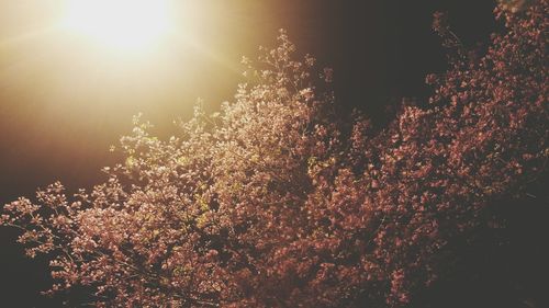 Low angle view of trees against sky