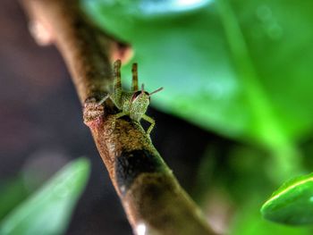 Close-up of insect on plant