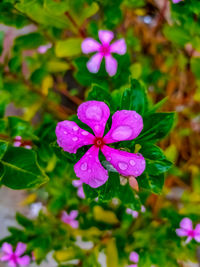 Close-up of purple flowering plant