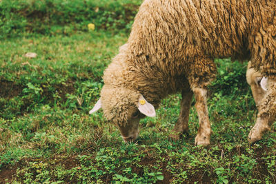 Sheep grazing in a field