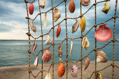 Close-up of pink flowers hanging on beach