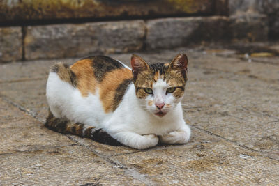 Portrait of cat sitting outdoors