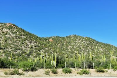 Scenic view of landscape sahuaros 