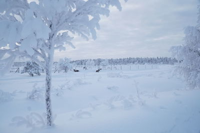 Snow covered land and trees against sky