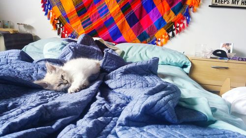 Cat sleeping on sofa