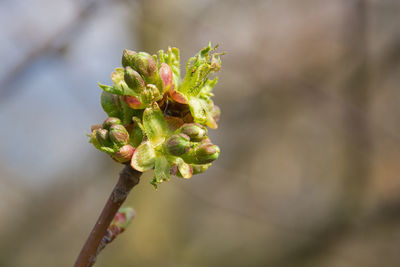 Close-up of flowering plant