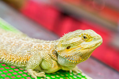 Close-up of lizard