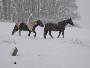 Horses on snow covered field