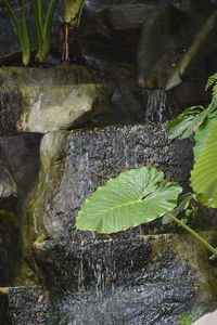 High angle view of plant growing outdoors