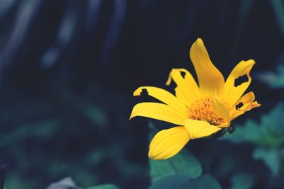 Close-up of yellow crocus blooming outdoors