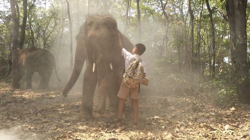 Rear view of boy touching elephant at forest