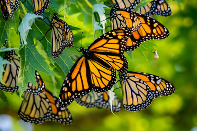 Close-up of butterfly pollinating flower