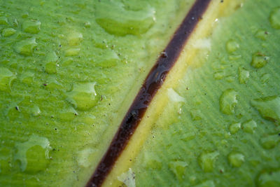 Full frame shot of wet leaf