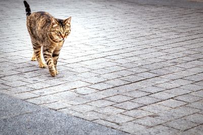 Cat looking up