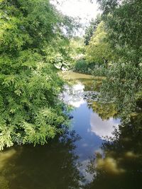 Reflection of trees in water