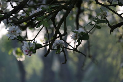 Close-up of cherry blossoms in spring