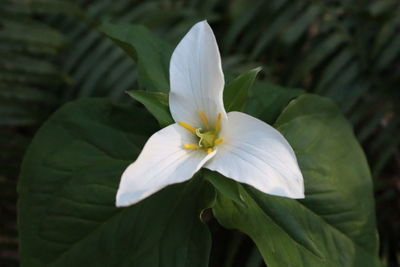 Close-up of white flowering plant