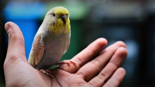 Cropped image of hand holding bird