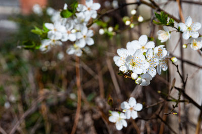 Close-up of white cherry blossoms in spring