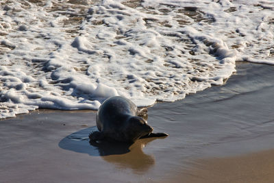 High angle view of dog on beach