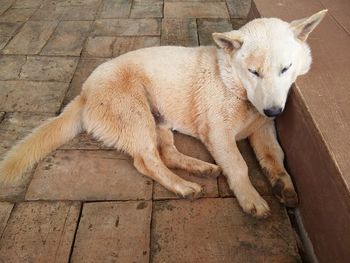 Close-up of dog relaxing outdoors