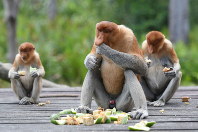 Monkey sitting on wood eating outdoors